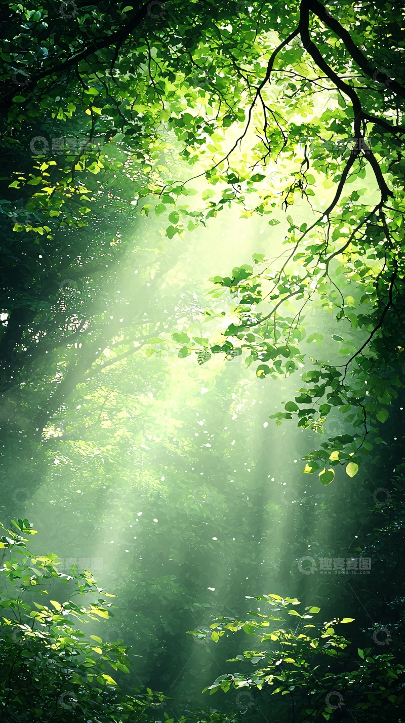 高清大图下载【趣麦麦图】森林中的阳光穿透树叶