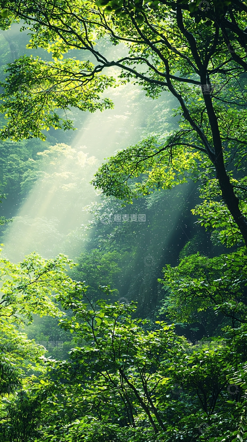高清大图下载【趣麦麦图】阳光穿透森林