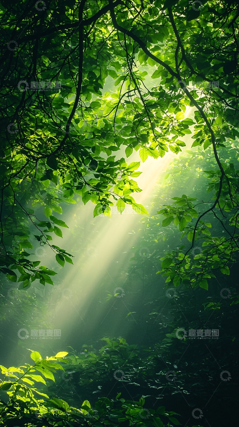 高清大图下载【趣麦麦图】森林中的阳光穿透树叶