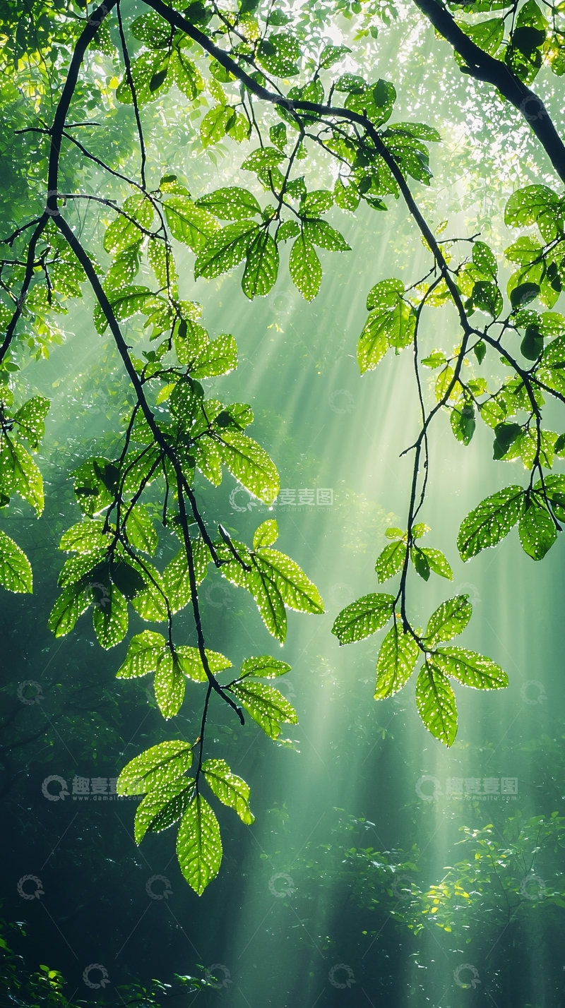 高清大图下载【趣麦麦图】阳光穿透树叶的森林美景