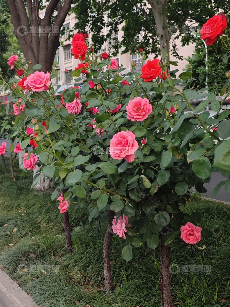 高清大图下载【趣麦麦图】美丽的月季花