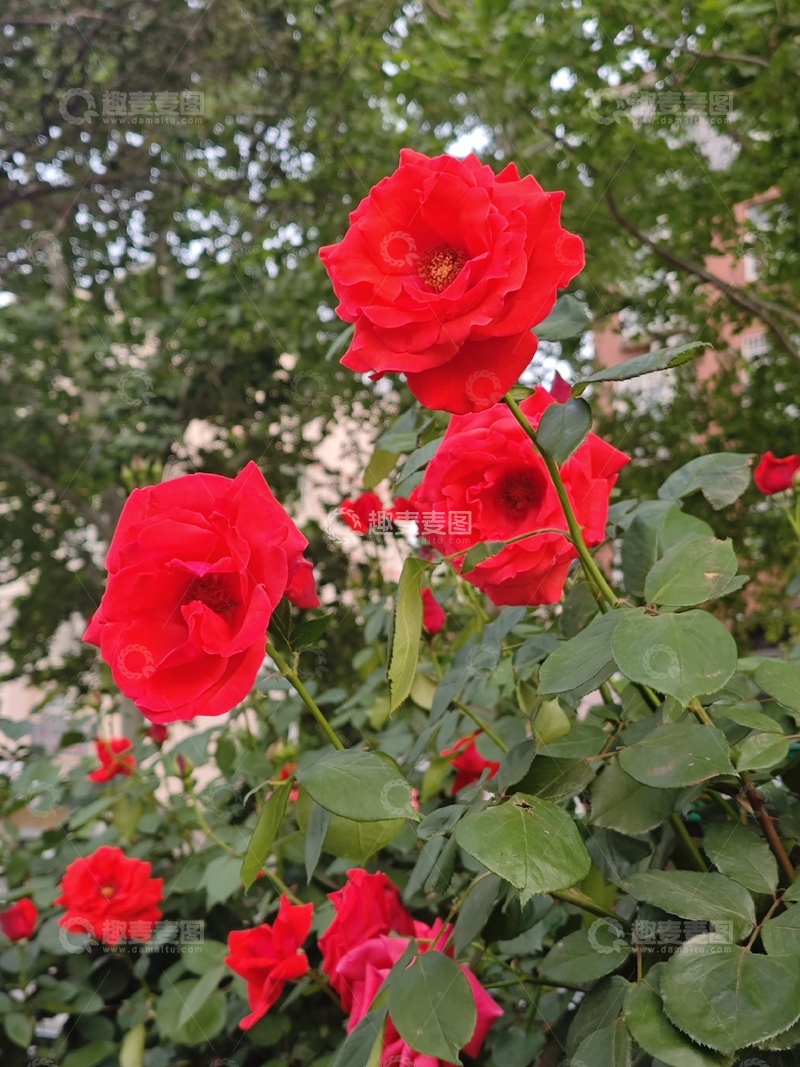 高清大图下载【趣麦麦图】红色的月季花