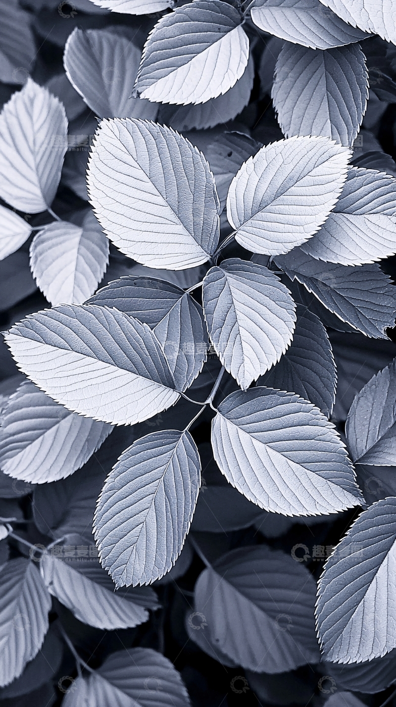 高清大图下载【趣麦麦图】深秋树叶纹理背景图