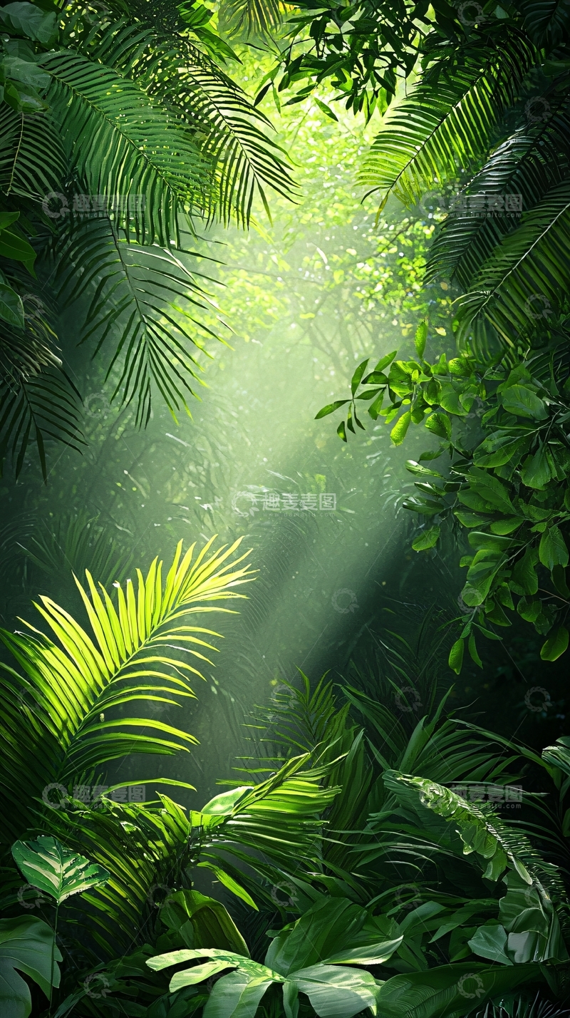 高清大图下载【趣麦麦图】热带雨林阳光穿透树叶