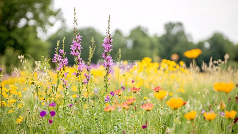 高清大图下载【趣麦麦图】夏日田野花海风景