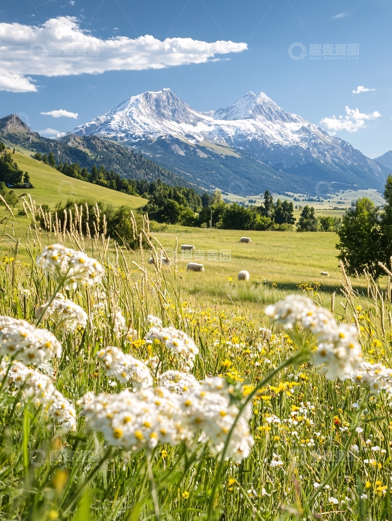 高清大图下载【趣麦麦图】阿尔卑斯山下的花海牧场