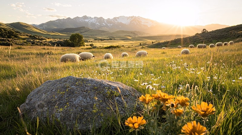 高清大图下载【趣麦麦图】夕阳下的山间羊群与野花