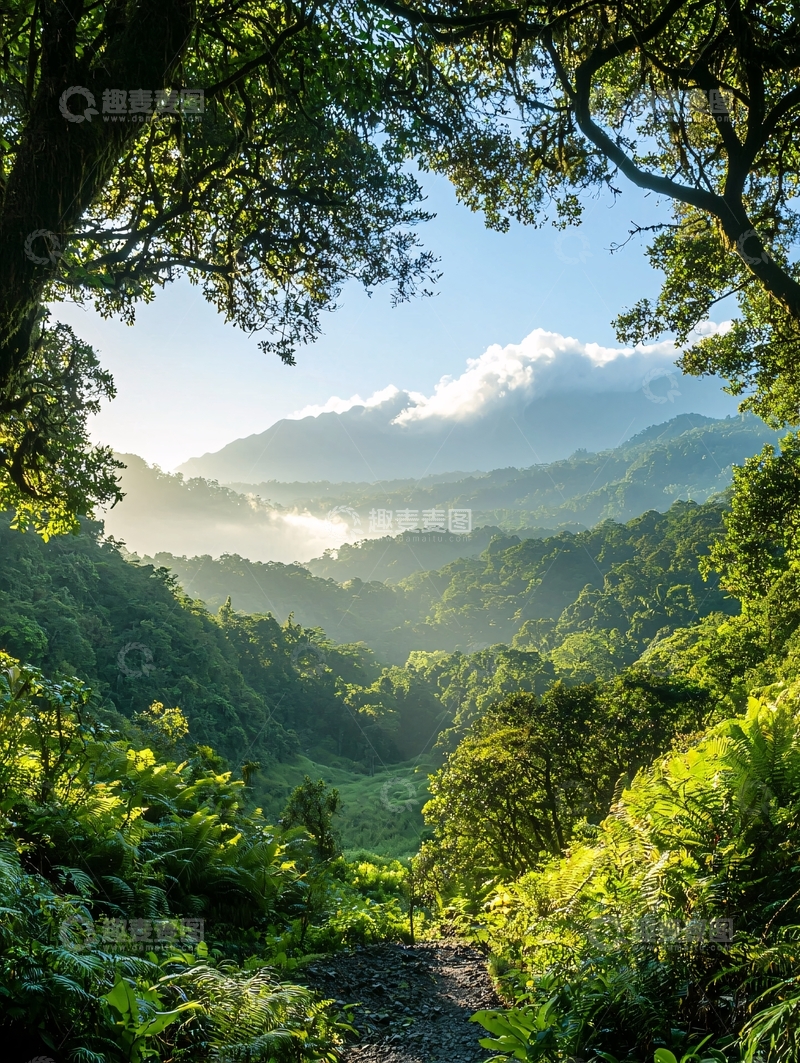 高清大图下载【趣麦麦图】热带雨林晨光自然风光