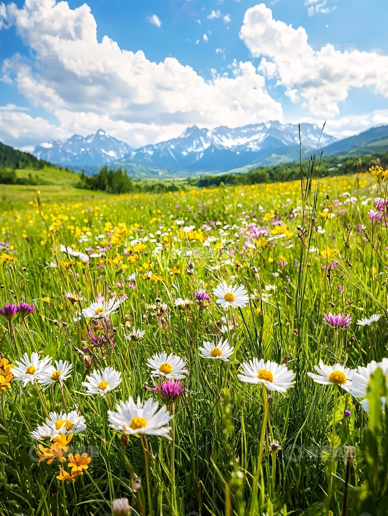 高清大图下载【趣麦麦图】夏日山间野花盛开