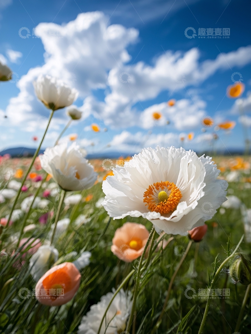 高清大图下载【趣麦麦图】田野中的白色花朵与蓝天白云