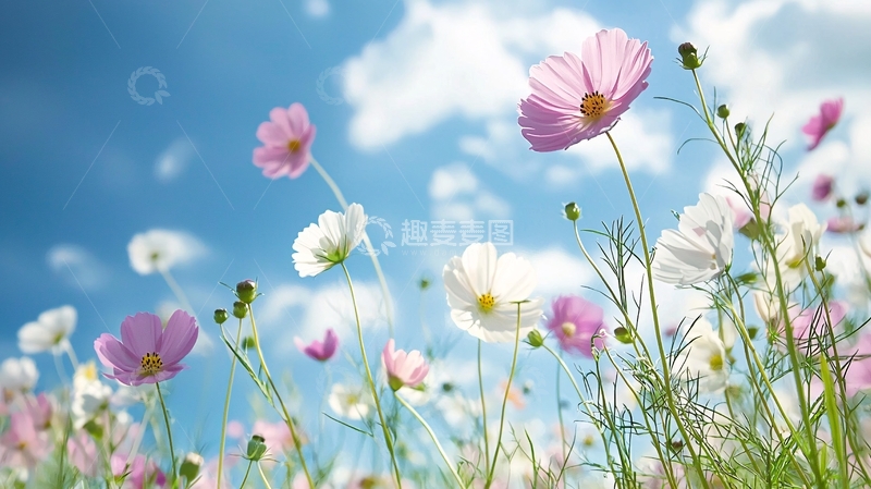 高清大图下载【趣麦麦图】蓝天下的粉色花朵