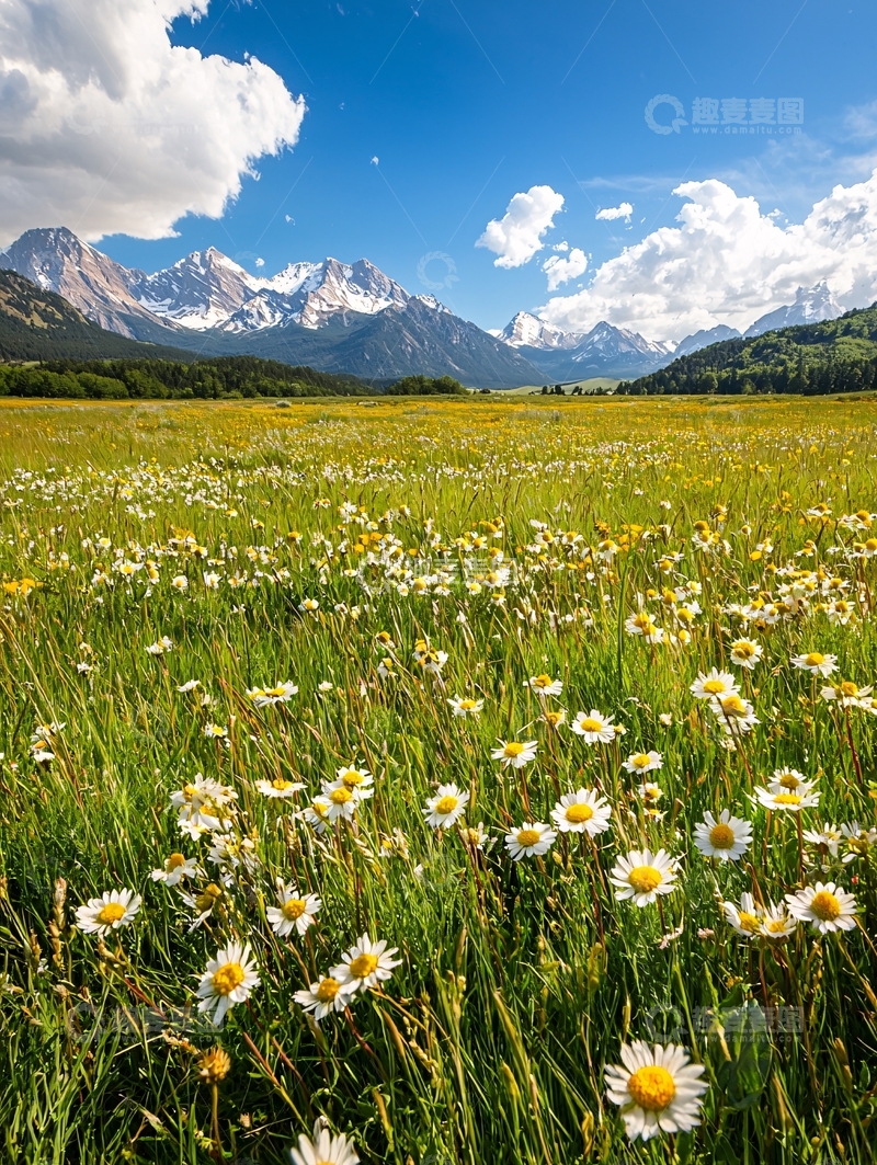 高清大图下载【趣麦麦图】雪山下的野花草地风景