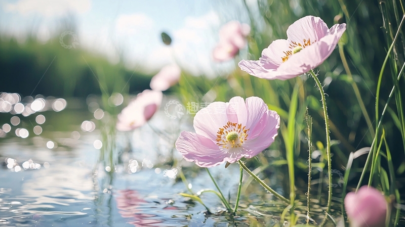 高清大图下载【趣麦麦图】粉红色花朵在水边盛开