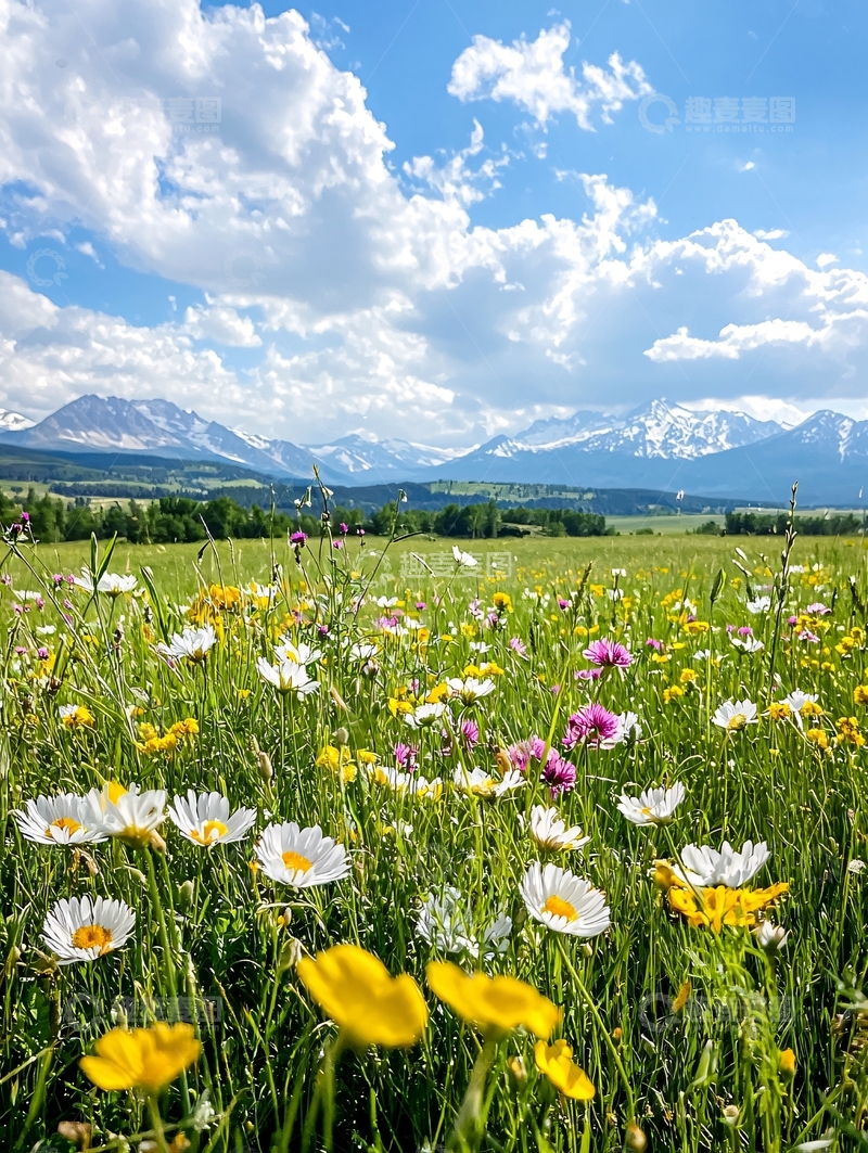 高清大图下载【趣麦麦图】山间野花盛开的美丽风景