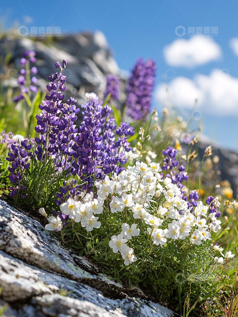 高清大图下载【趣麦麦图】山间野花盛开美景