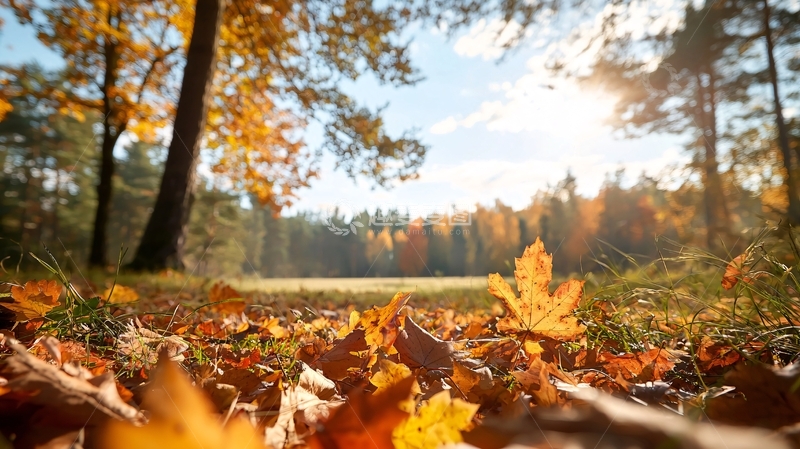 高清大图下载【趣麦麦图】秋日森林落叶风景