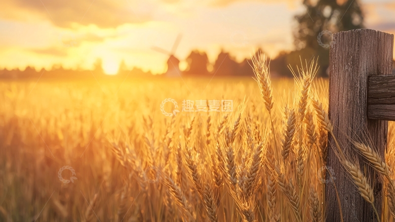 高清大图下载【趣麦麦图】夕阳下的麦田与木栅栏