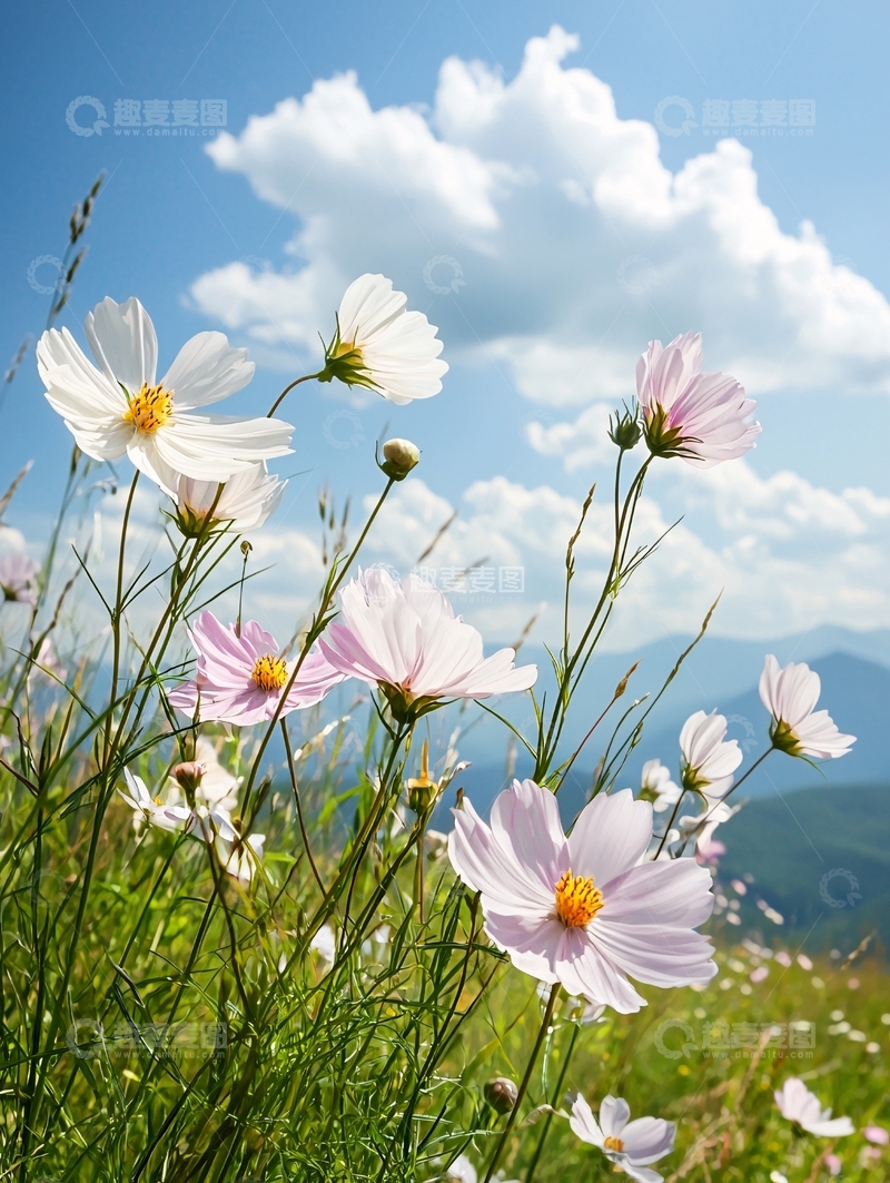 高清大图下载【趣麦麦图】蓝天白云下的白色花朵