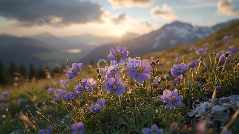 高清大图下载【趣麦麦图】山间夕阳下的紫色野花