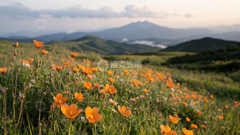 高清大图下载【趣麦麦图】山间花海夕阳美景