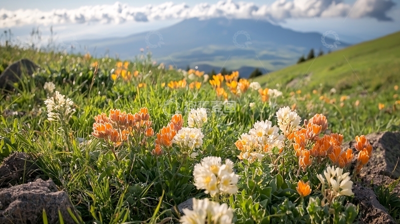 高清大图下载【趣麦麦图】山间野花盛开美景