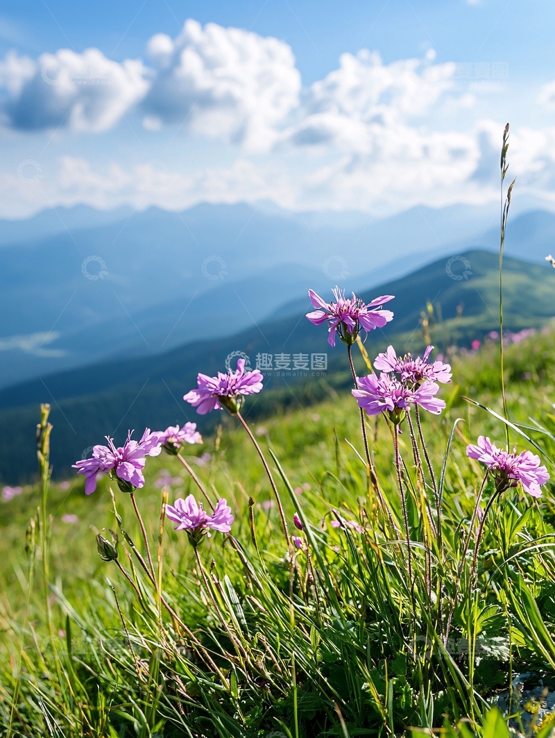 高清大图下载【趣麦麦图】山间野花与蓝天白云