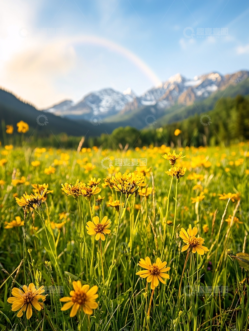 高清大图下载【趣麦麦图】山间彩虹下的野花美景