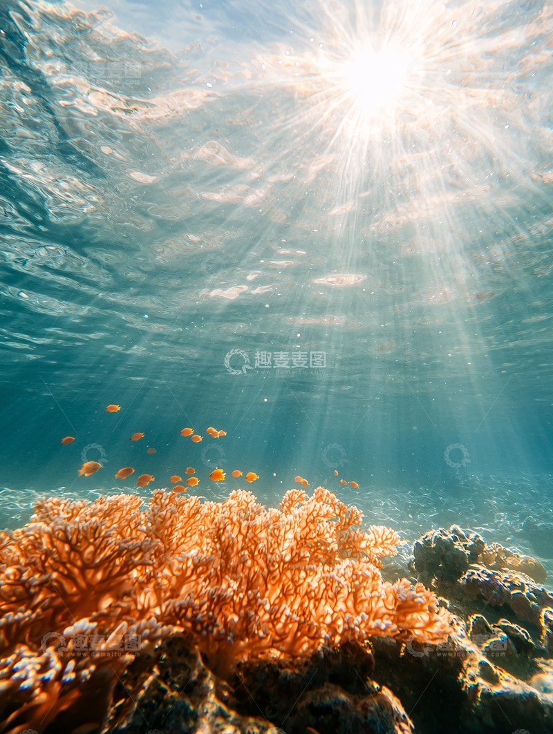 高清大图下载【趣麦麦图】海底珊瑚与阳光下的鱼群