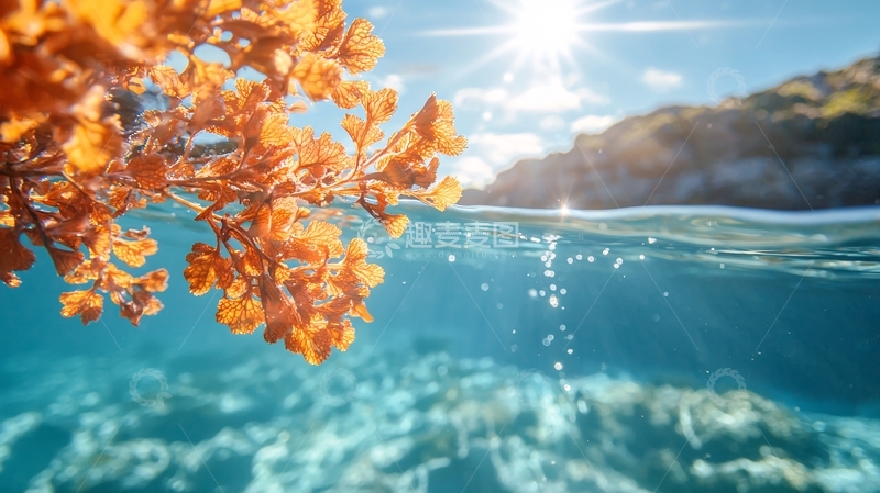 高清大图下载【趣麦麦图】阳光下的海藻与清澈海水