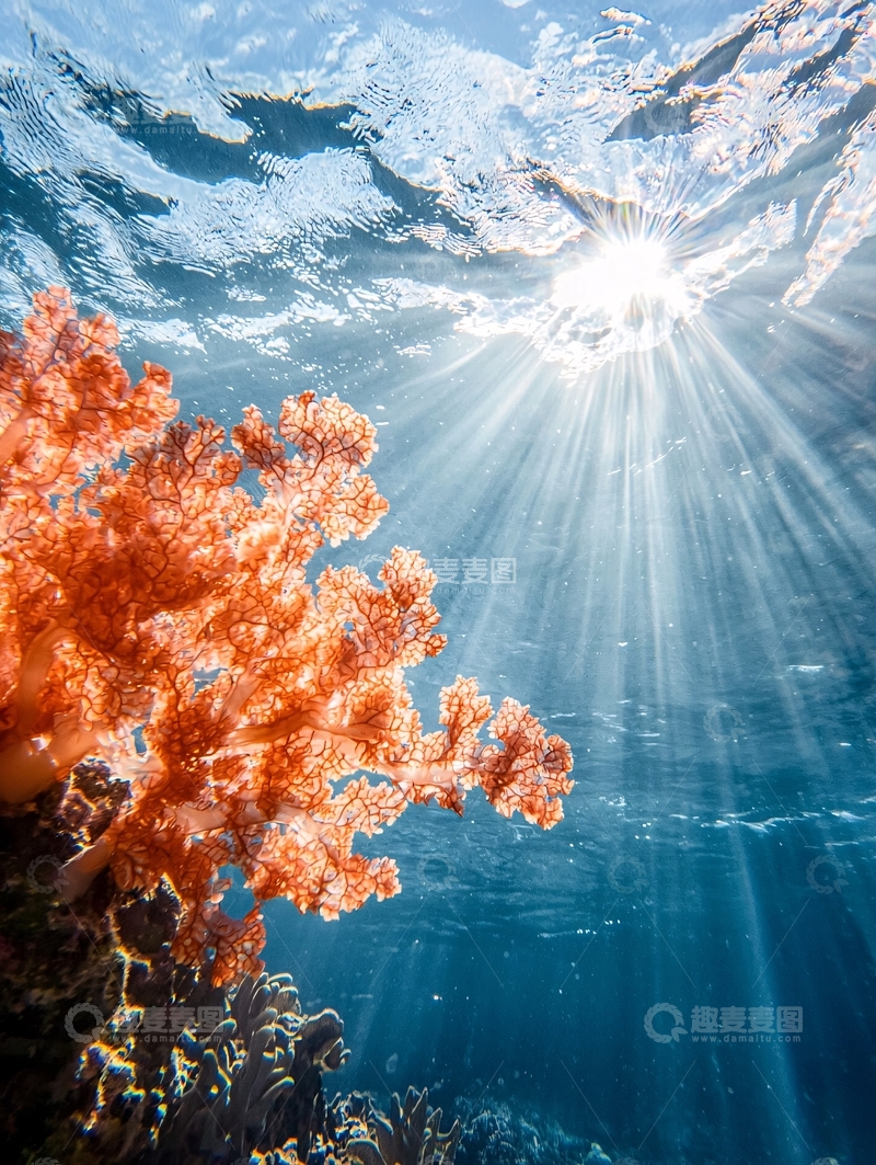 高清大图下载【趣麦麦图】海底珊瑚与阳光穿透水面