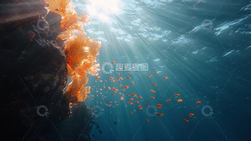 高清大图下载【趣麦麦图】海底珊瑚与阳光下的鱼群