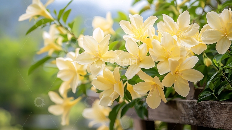 高清大图下载【趣麦麦图】黄色花朵自然背景