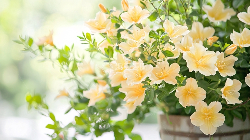高清大图下载【趣麦麦图】黄色花朵盆栽植物素材