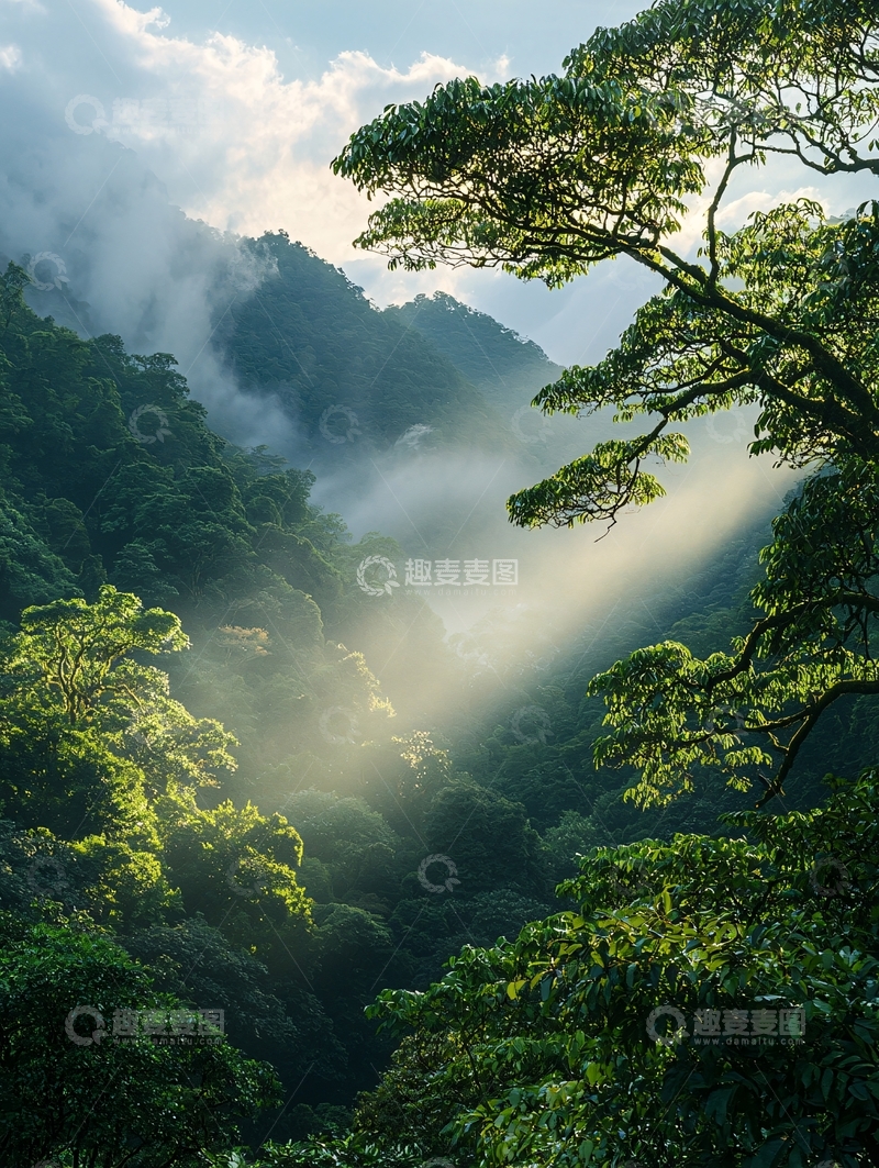 高清大图下载【趣麦麦图】晨雾中的森林山谷