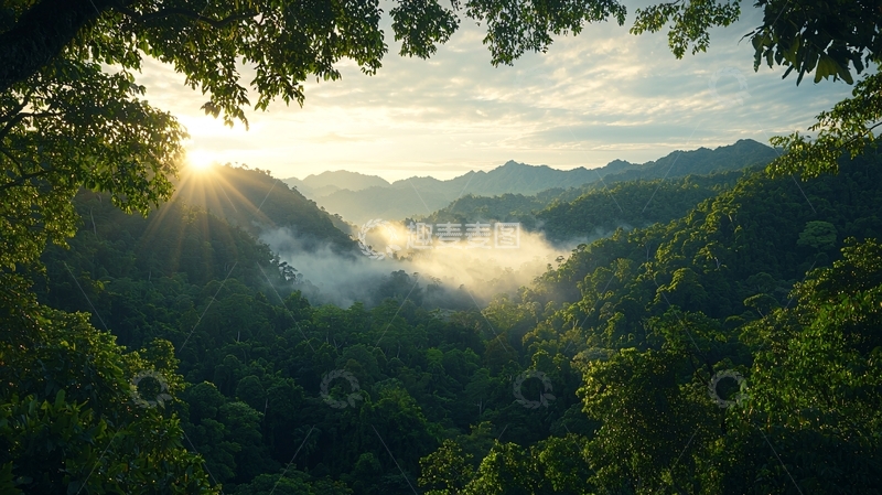 高清大图下载【趣麦麦图】晨光中的热带雨林