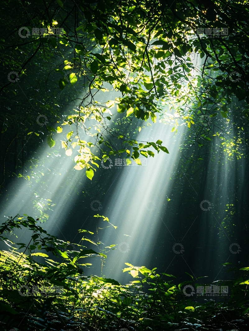 高清大图下载【趣麦麦图】森林中的阳光穿透树叶