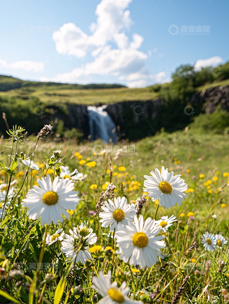 高清大图下载【趣麦麦图】夏日田野中的雏菊与瀑布