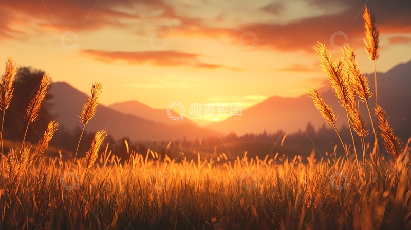 高清大图下载【趣麦麦图】夕阳下的麦田风景
