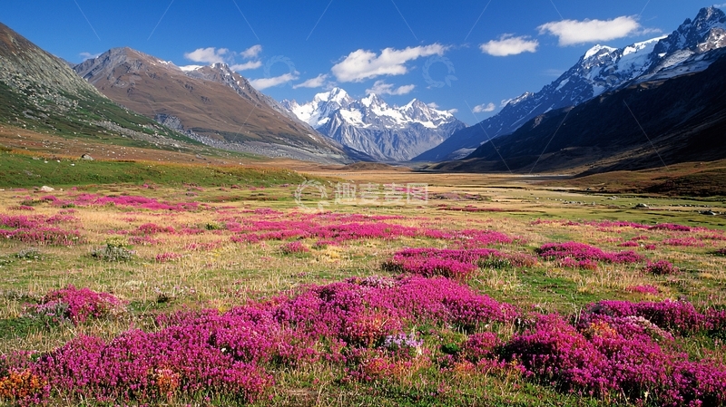 高清大图下载【趣麦麦图】高山花海风景图