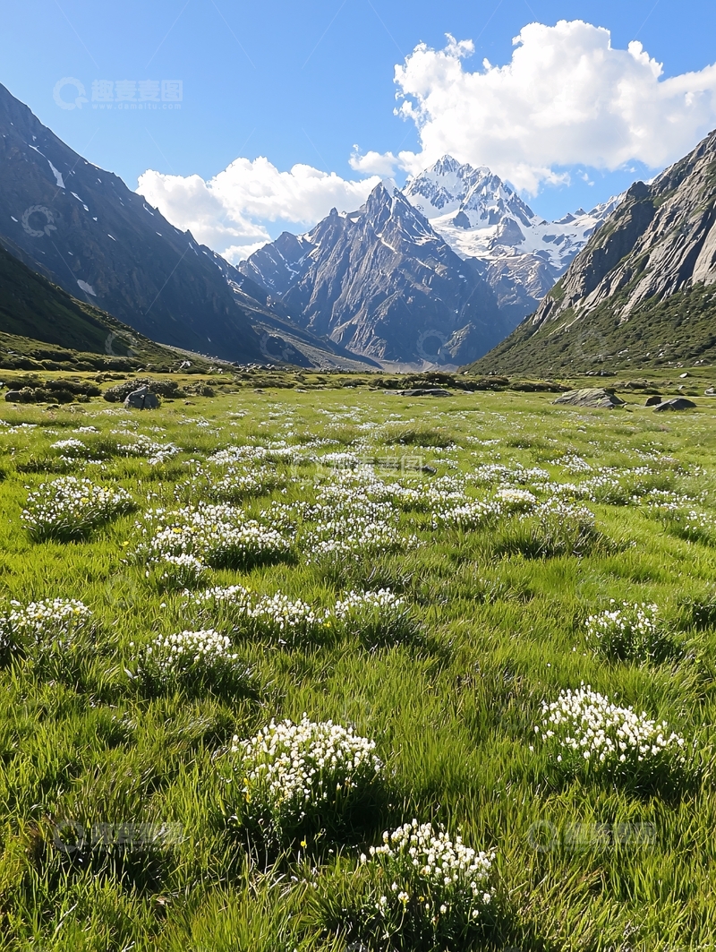 高清大图下载【趣麦麦图】雪山下的花海