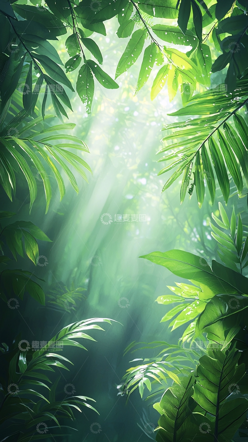 高清大图下载【趣麦麦图】阳光穿透雨林树叶