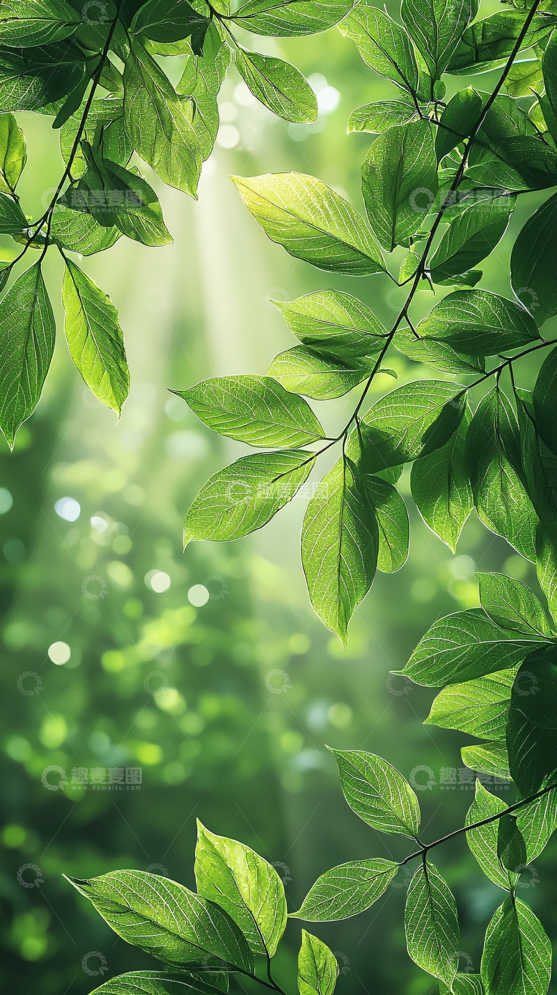 高清大图下载【趣麦麦图】阳光透过树叶的自然风光