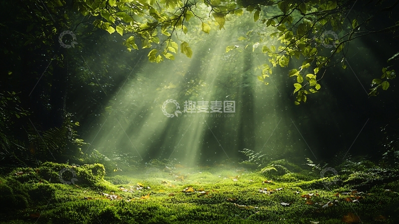 高清大图下载【趣麦麦图】森林中的阳光穿透树叶