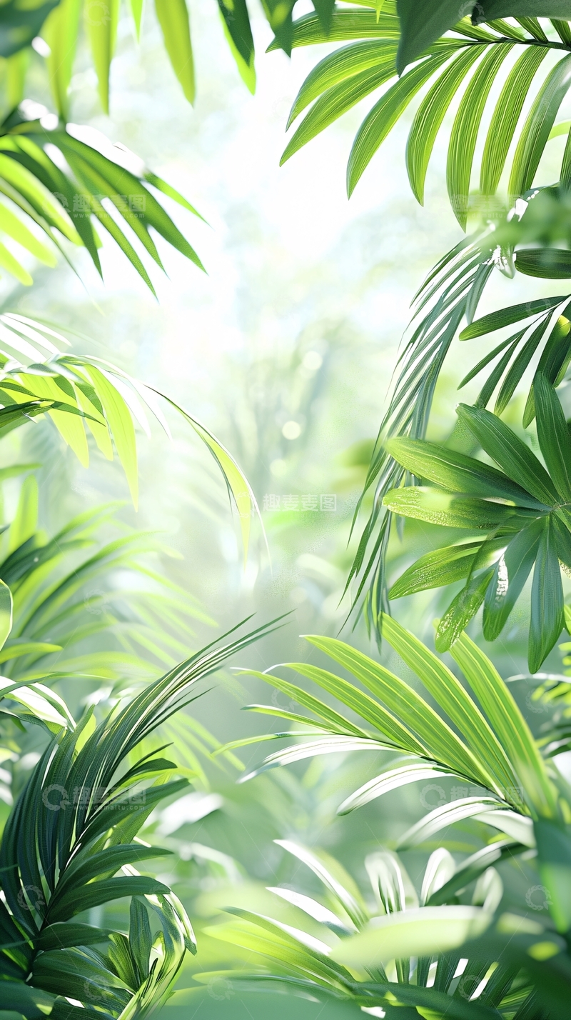高清大图下载【趣麦麦图】热带雨林阳光透过树叶