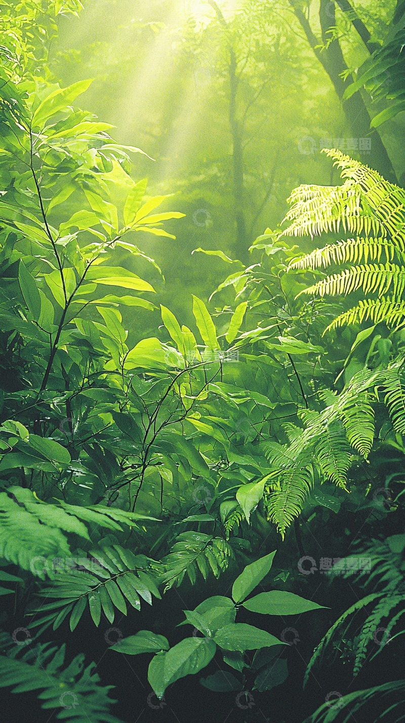 高清大图下载【趣麦麦图】阳光穿透森林的绿色植物