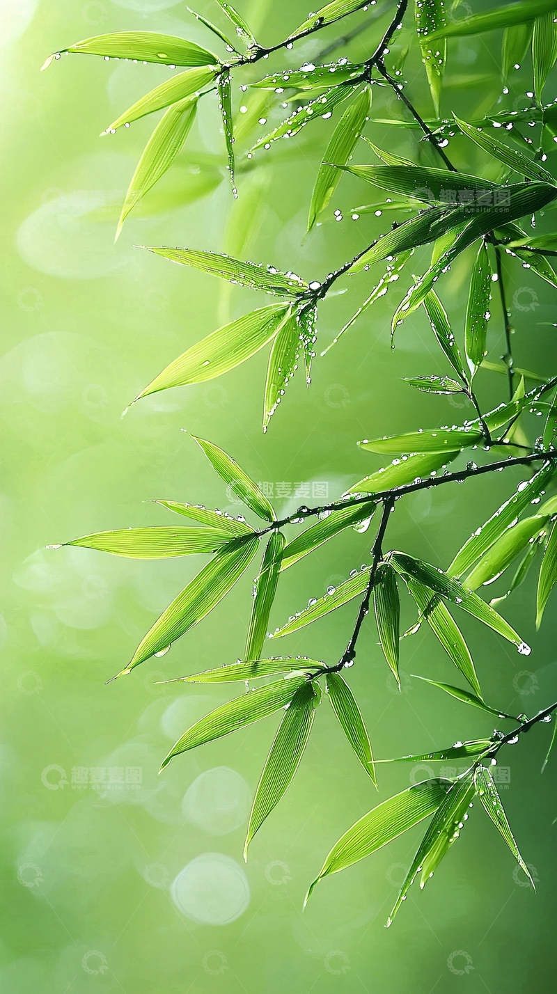高清大图下载【趣麦麦图】雨后竹叶清新自然背景
