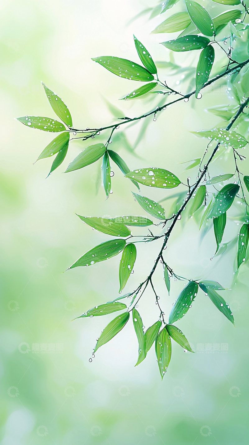 高清大图下载【趣麦麦图】雨后竹叶清新自然背景