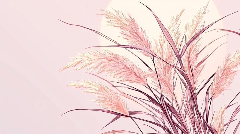高清大图下载【趣麦麦图】粉色芦苇植物插画背景