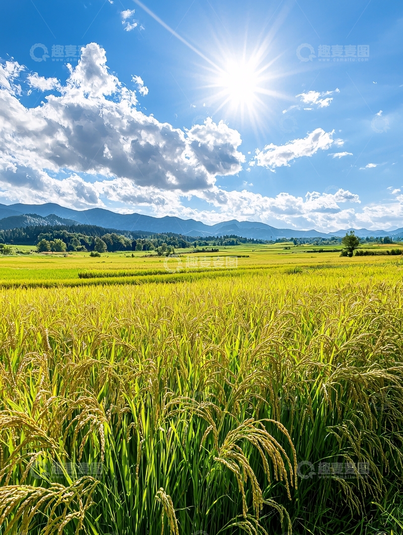 高清大图下载【趣麦麦图】金黄稻田与蓝天白云