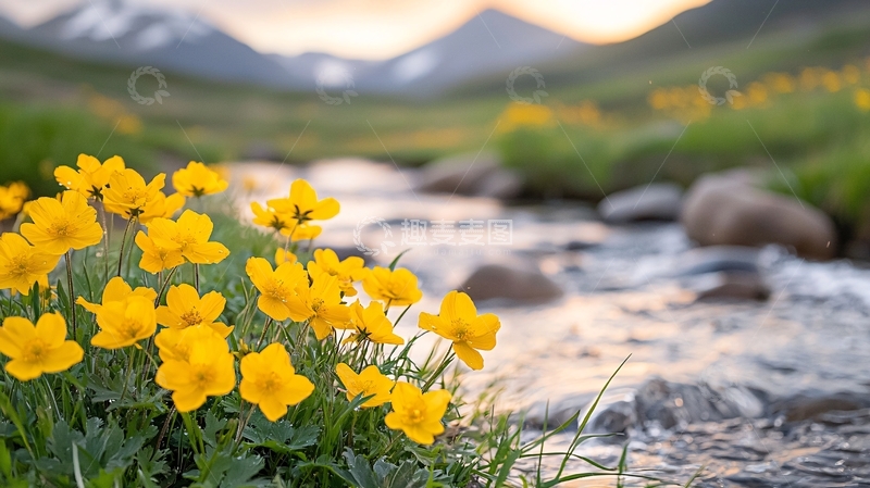 高清大图下载【趣麦麦图】山间溪流旁盛开的黄色野花